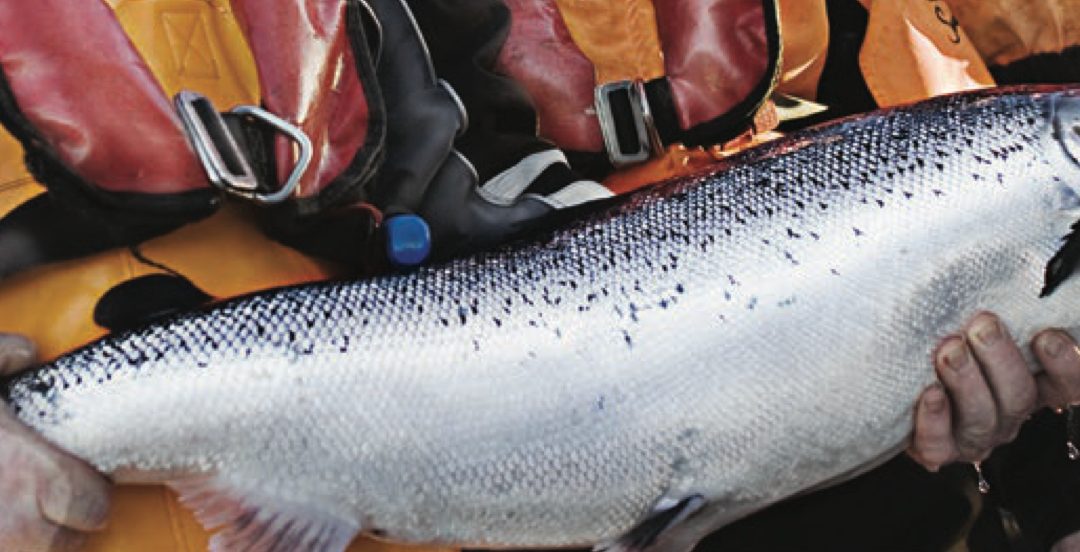 Salmar Settefisk Norway