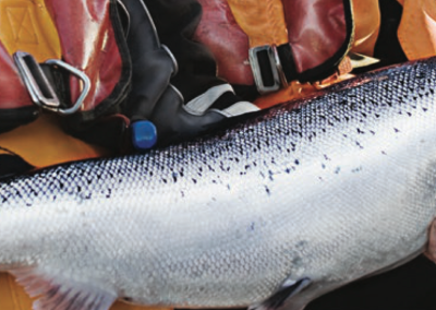 Salmar Settefisk Norway