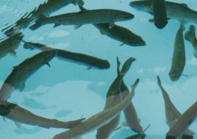 Increased Production at Swiss Fish Farm