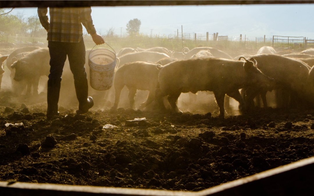 Livestock Wastewater Treatment at Bok Pig Farm